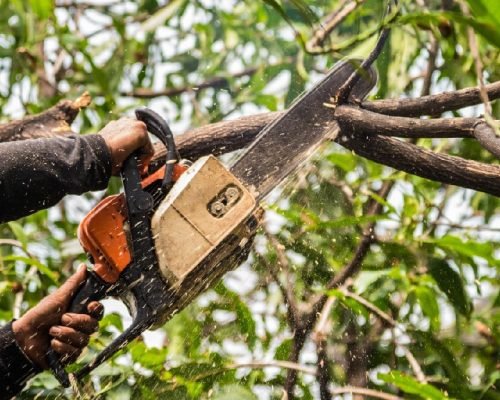 residential-tree-trimming