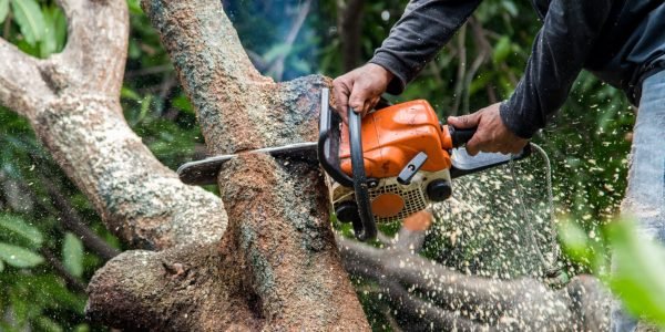 tree trimming